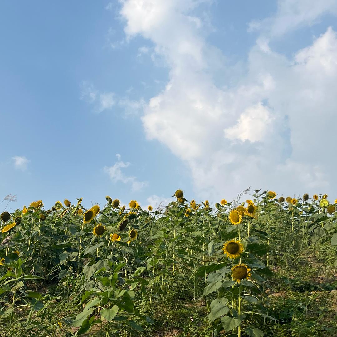 无锡中升丰田4S店上班的小迷糊