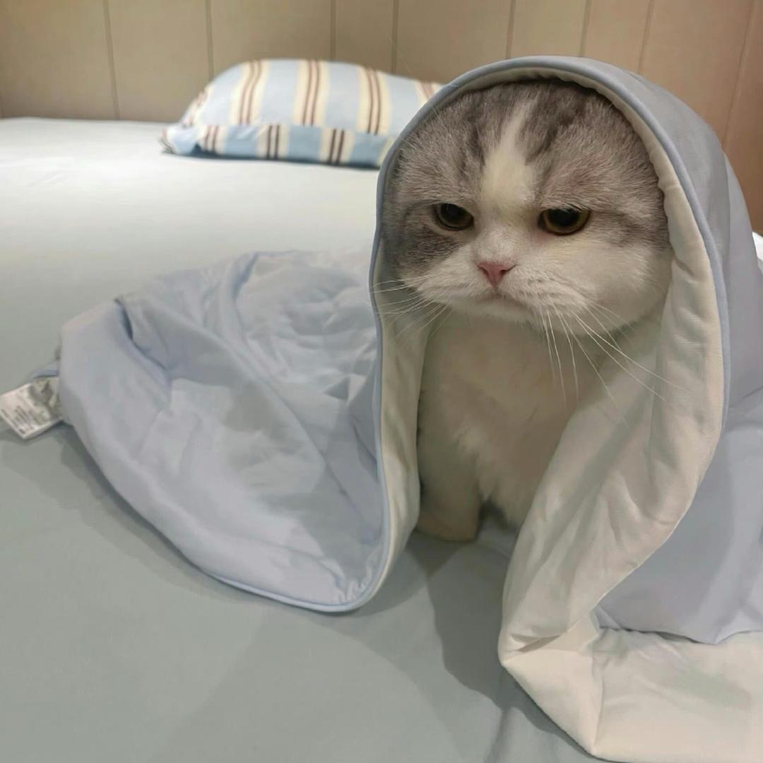 偷走落日的猫