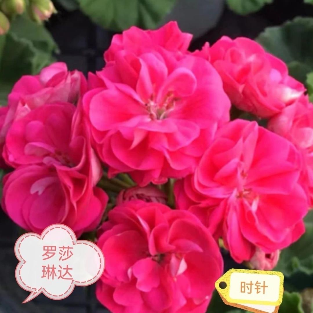 炫彩花卉销售坊