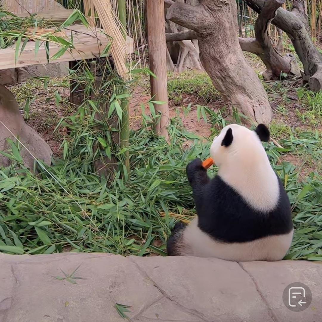 🌈🐼佳音叫妹猪猪🐼🌈