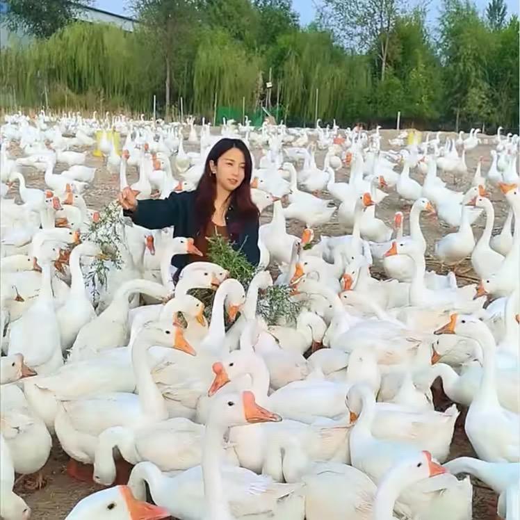 懂德西德