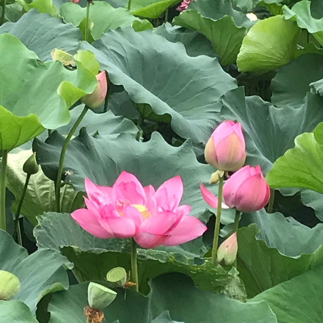 红尘有你相伴
