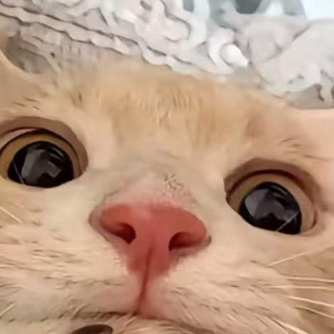 🐙烧麦小章鱼🐙(求关版)