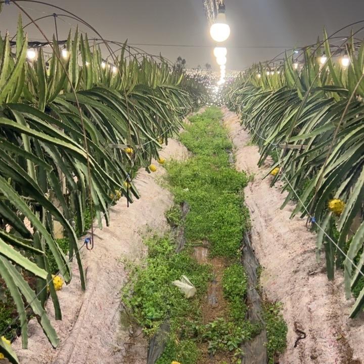 我和姑姑卖水果