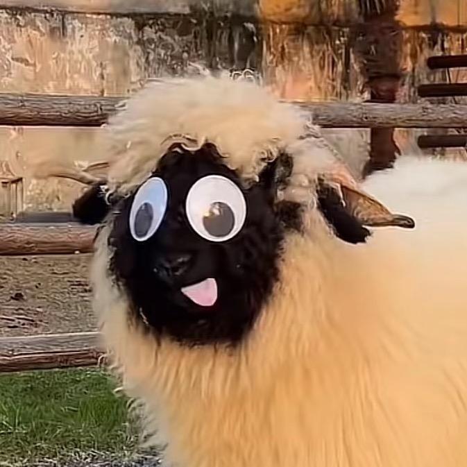 一只小绵羊🐑