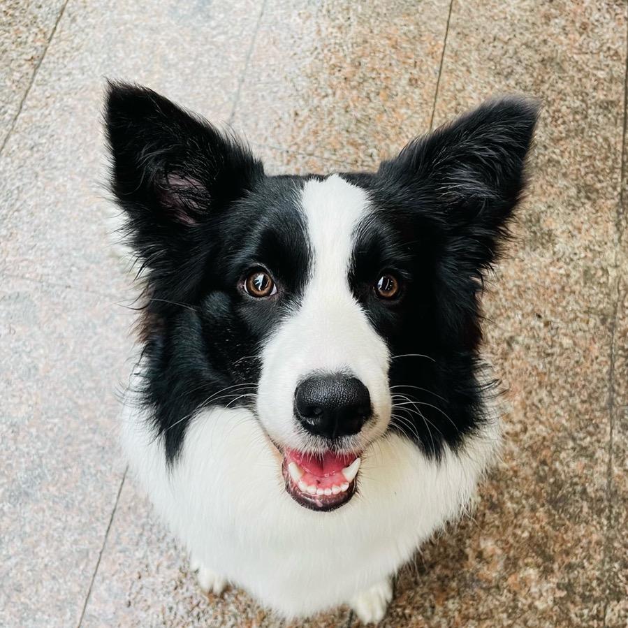 奥利奥是只小边牧