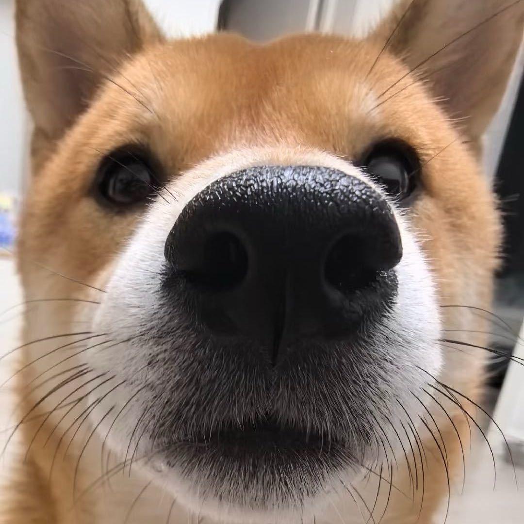 長木