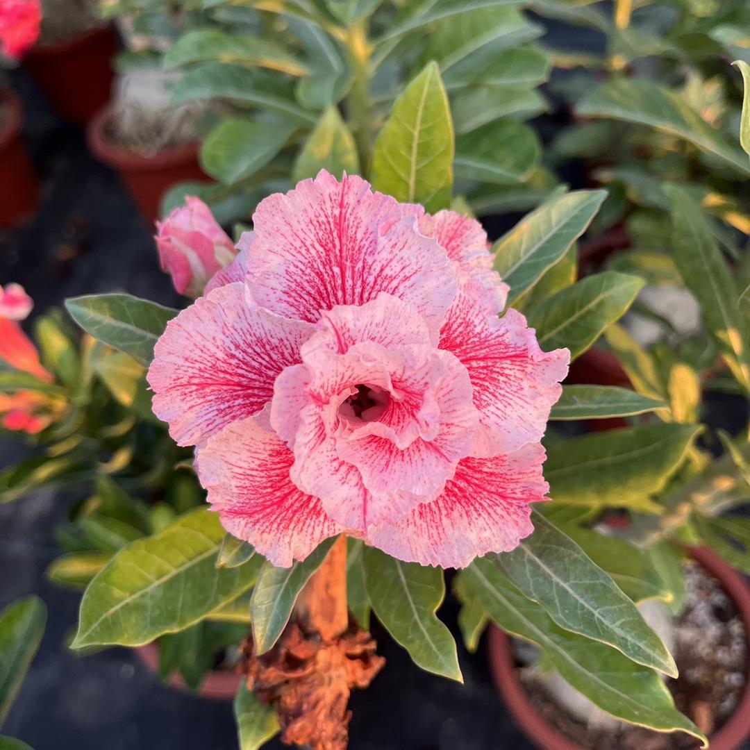 娜姐花卉的头像