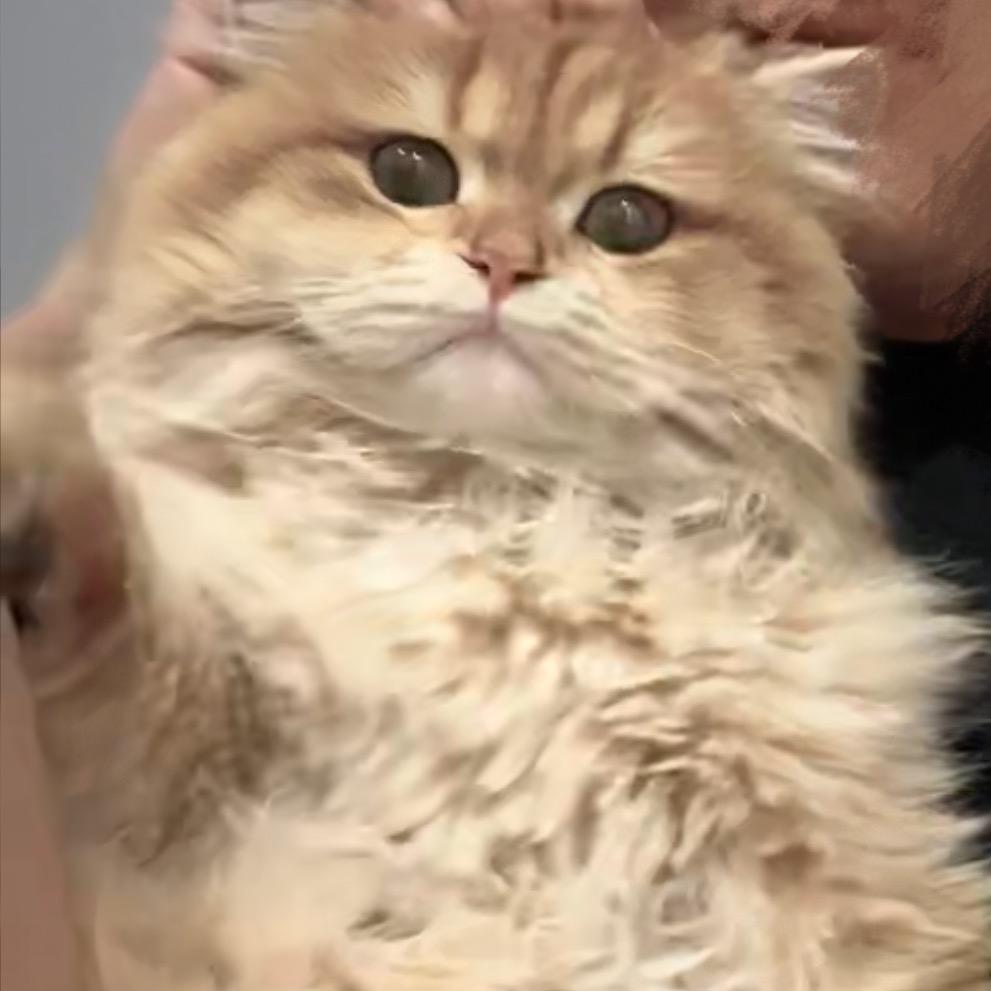 我家大王