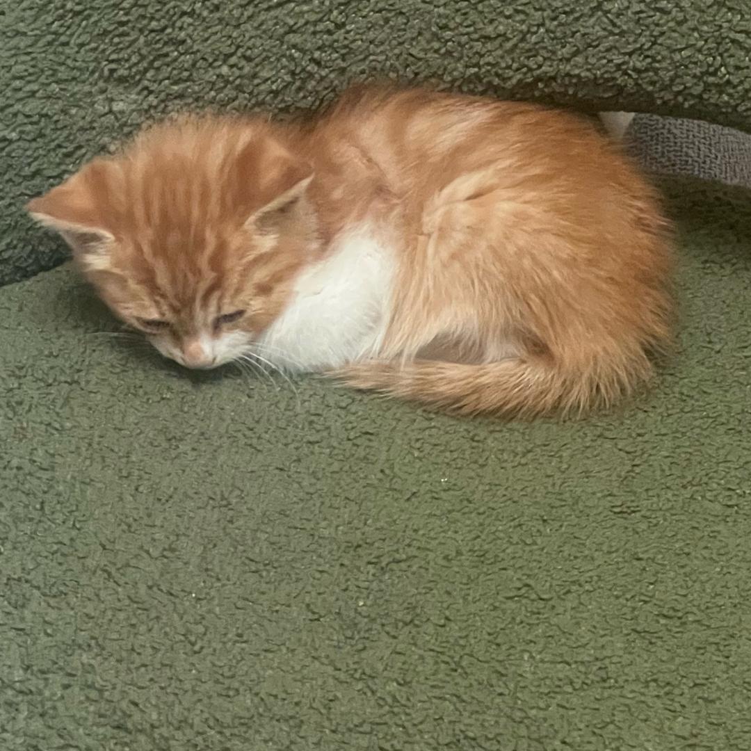 阿福的鎏金笔记