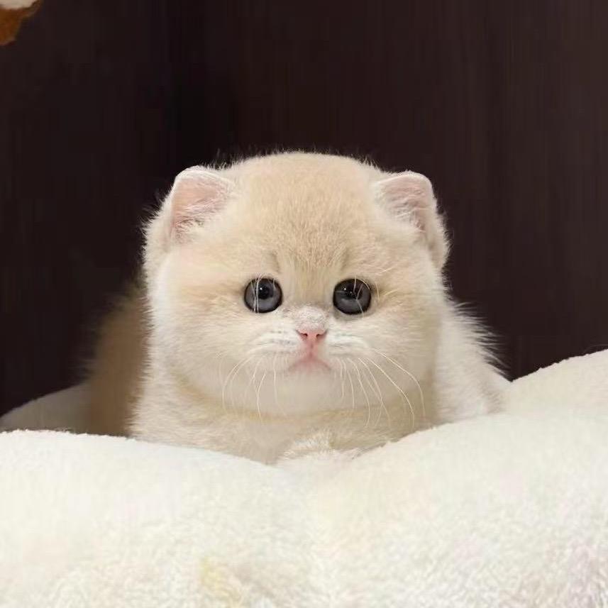 成都琴琴猫舍