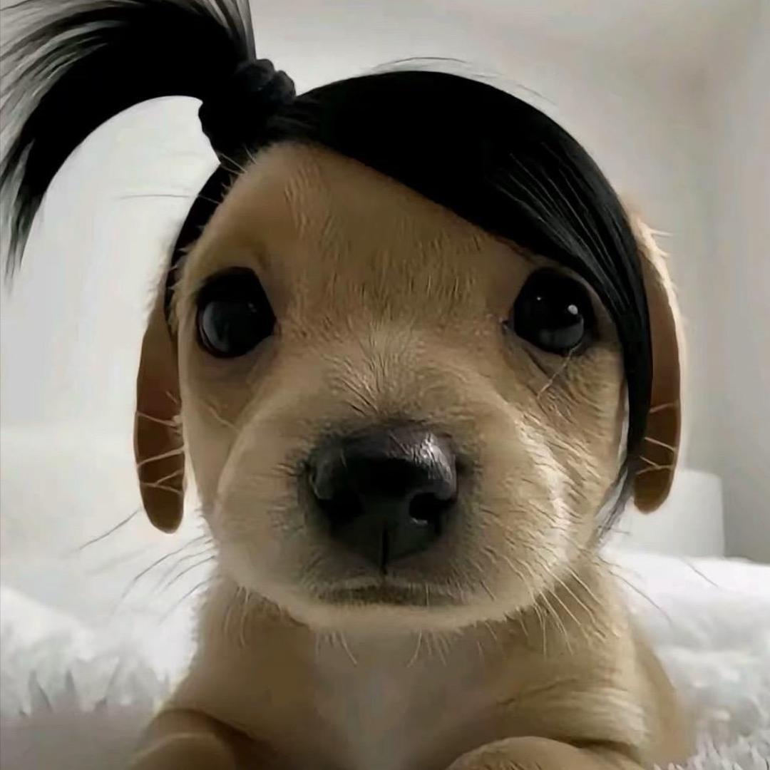 想做只无忧无虑的小猫