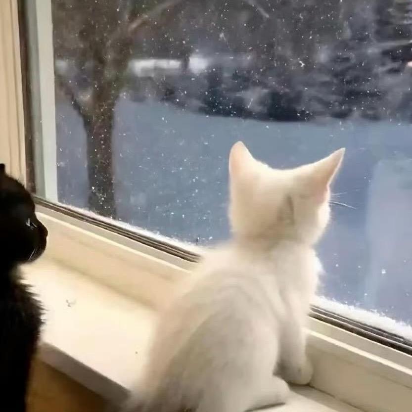 苹果喵