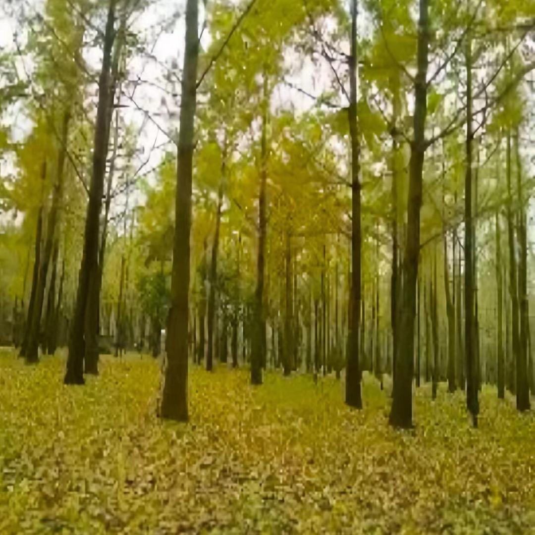 好厨师银杏木砧板