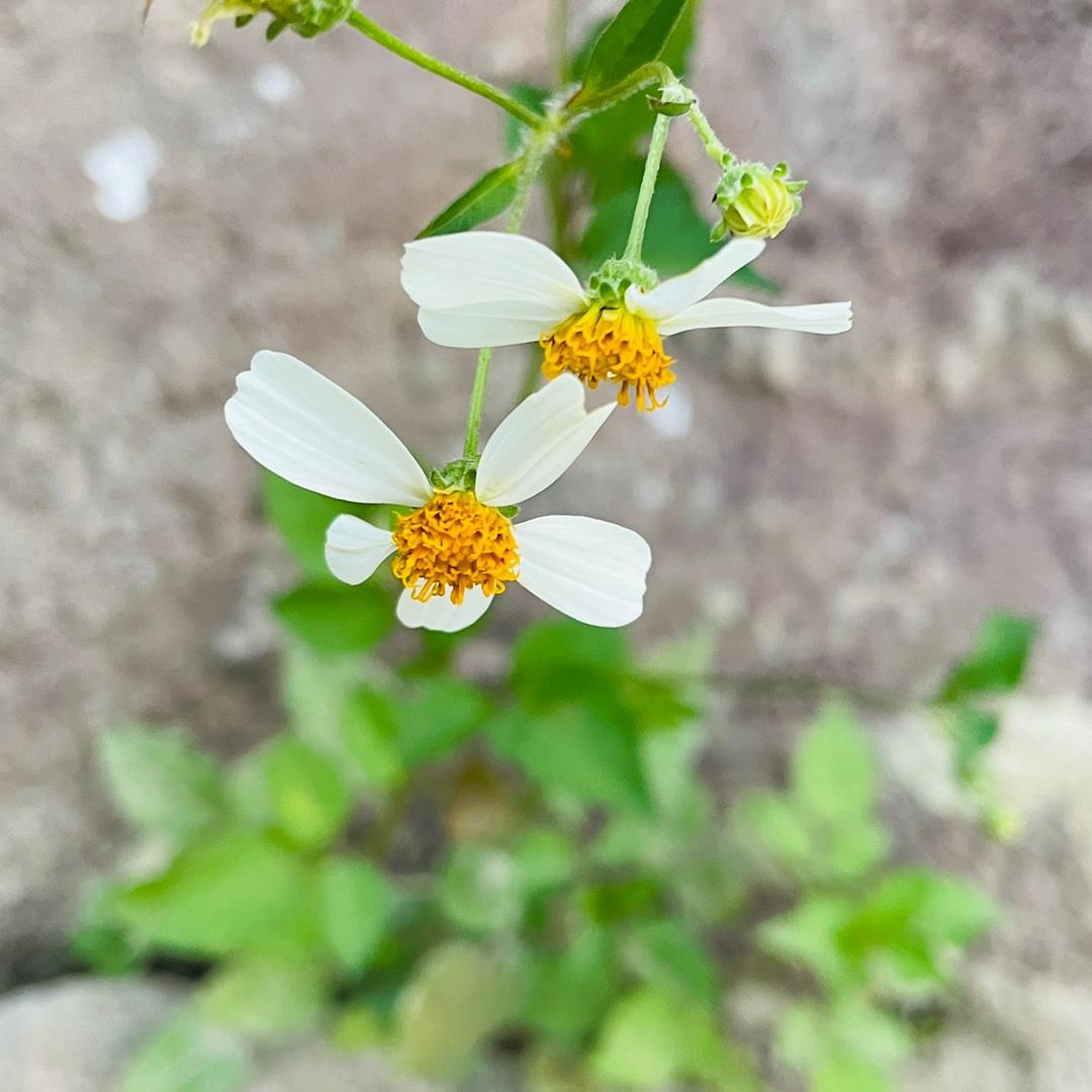 一米阳光三寸暖🌺🌺