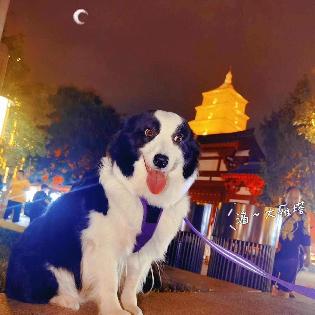 如疯