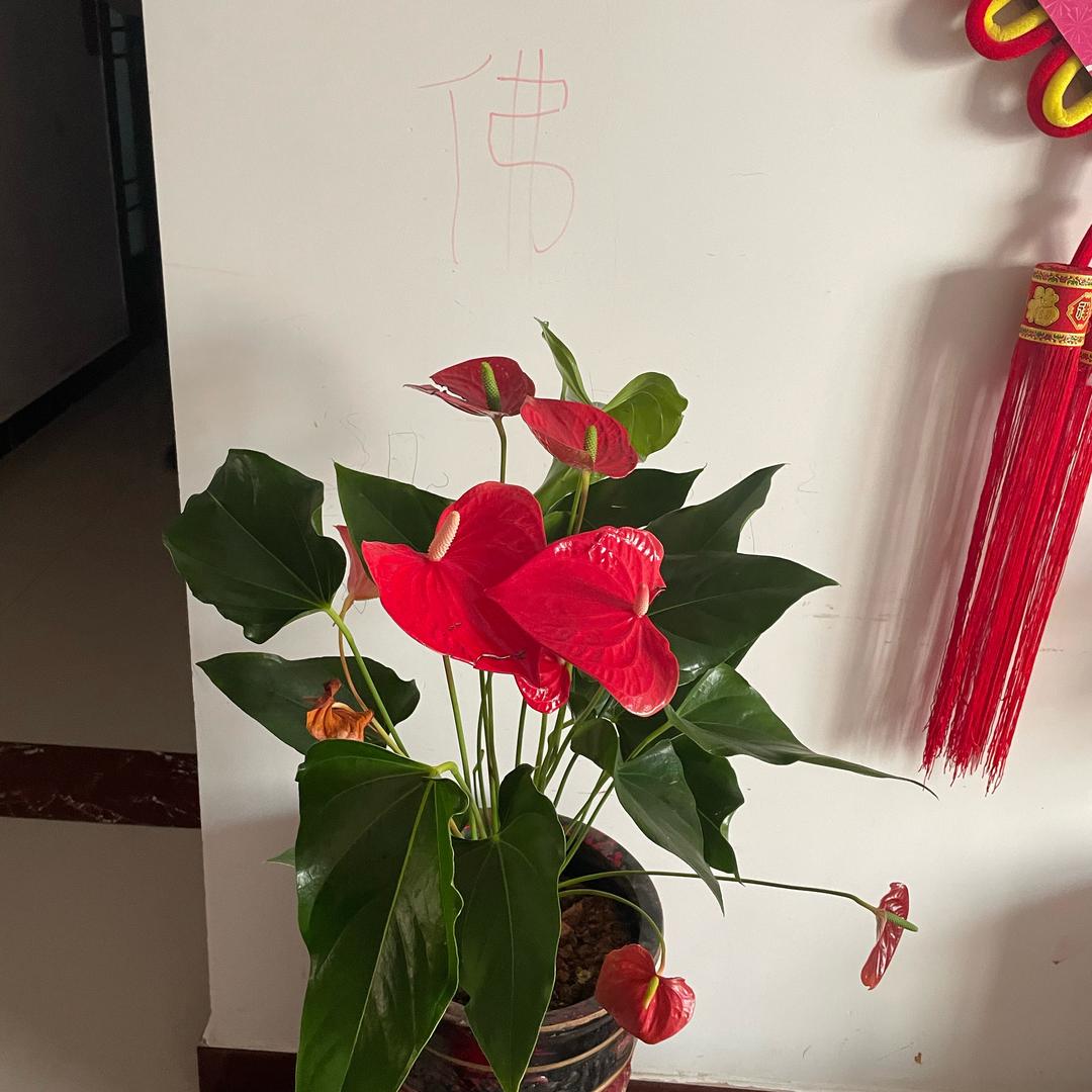 降伏其心