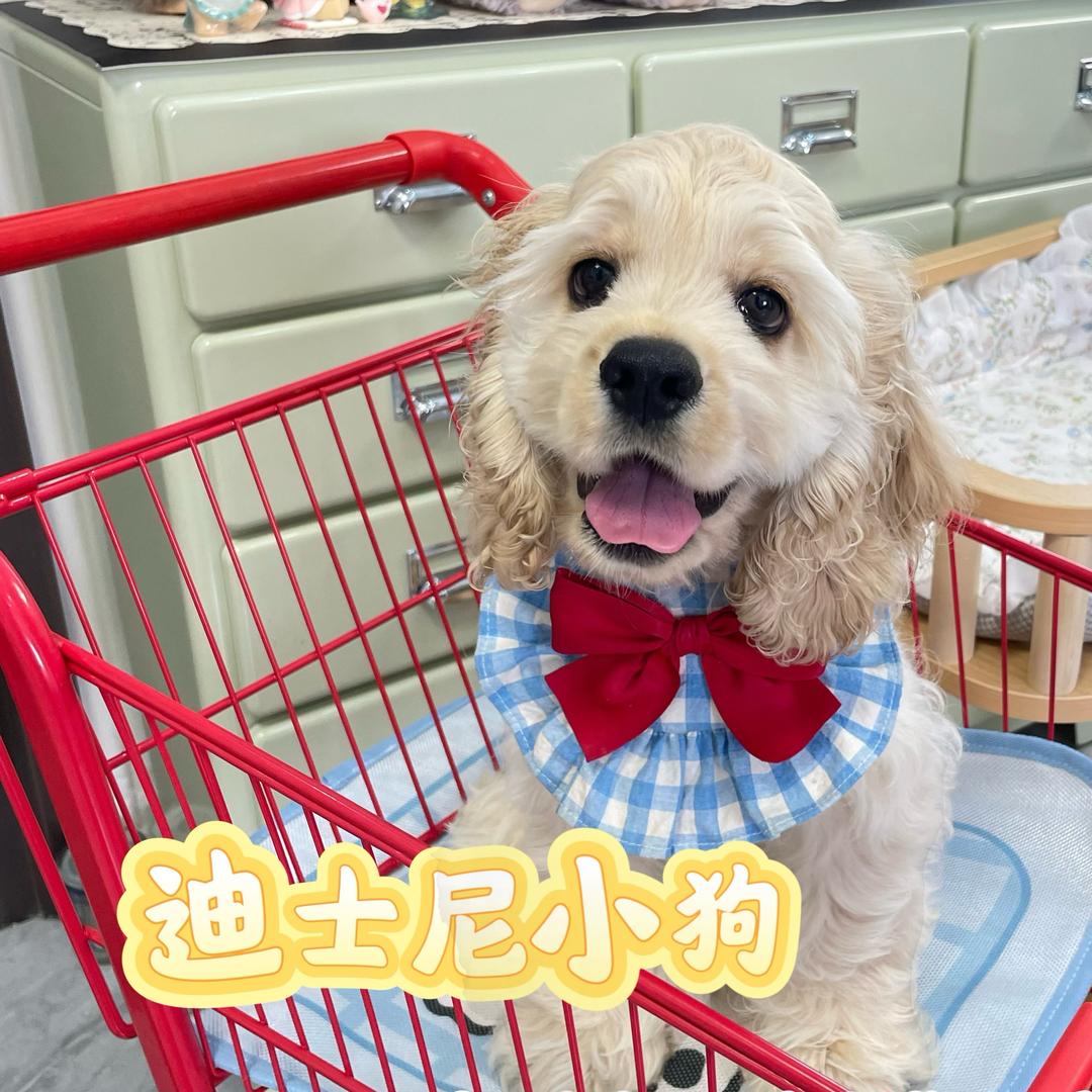 格格家 （杭州高端美卡）