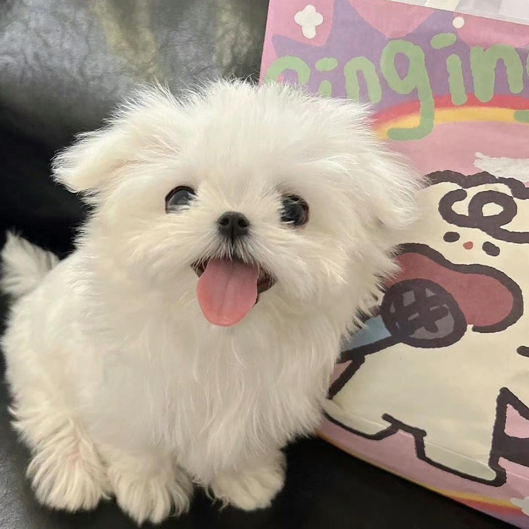 奶酪不吃鱼