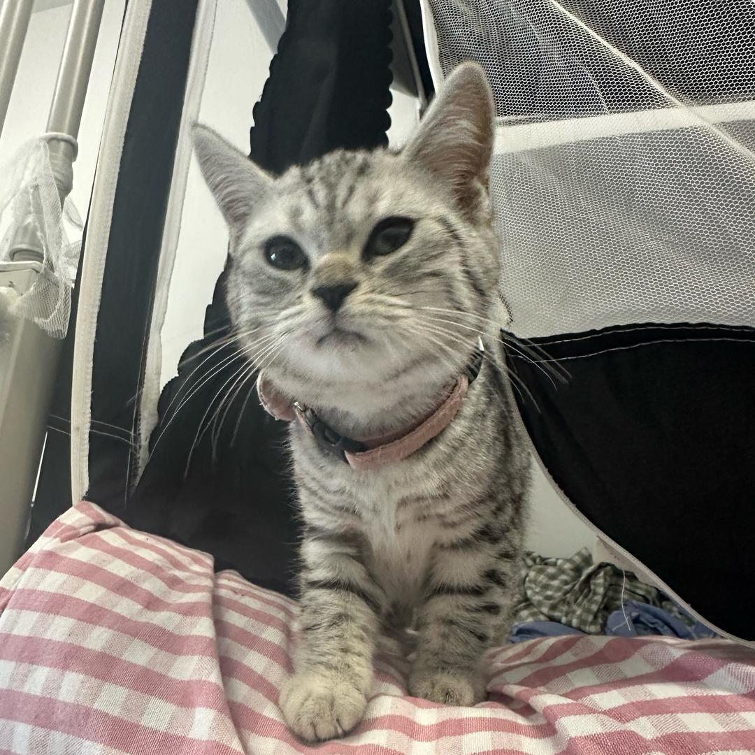 胭脂俗粉在我面前只配参拜