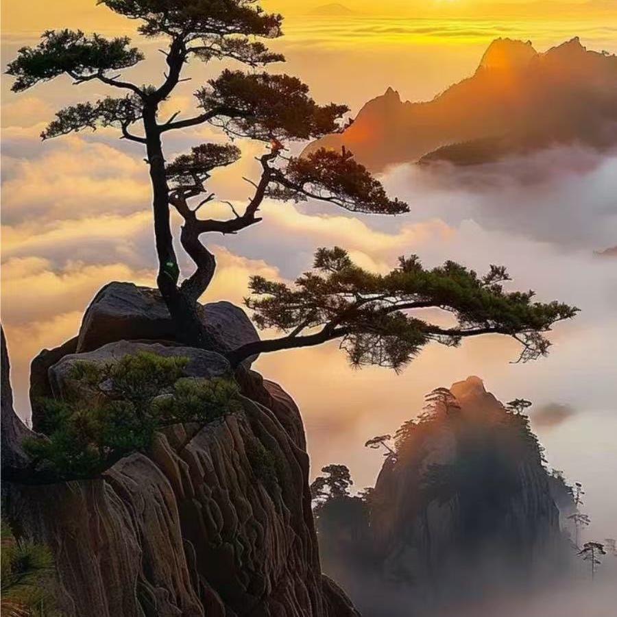 小六园艺