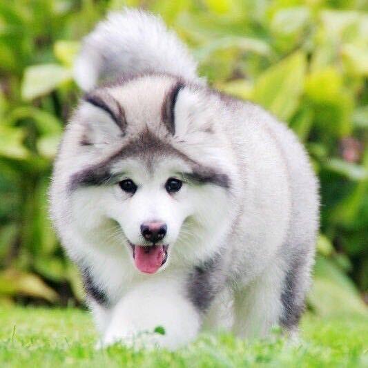 成都凡熙阿拉斯加犬舍