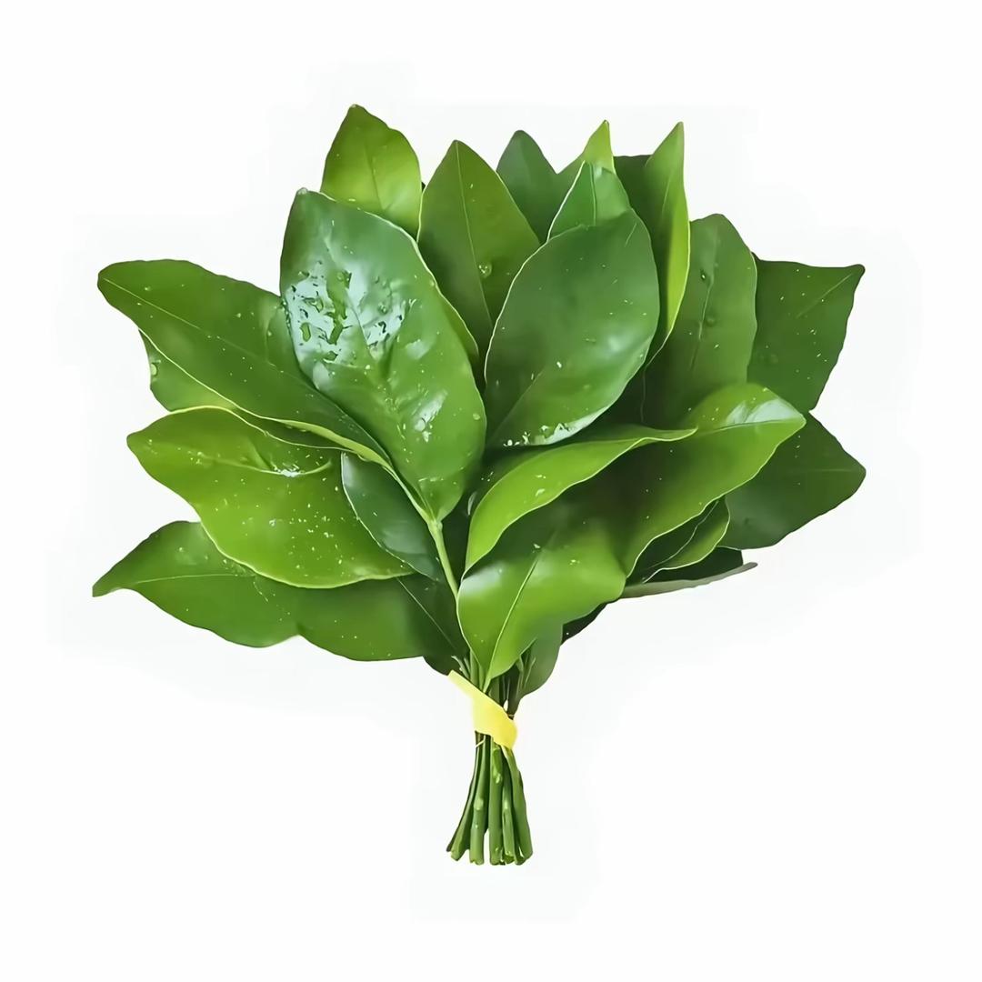 卷卷卷卷卷卷心菜🥬