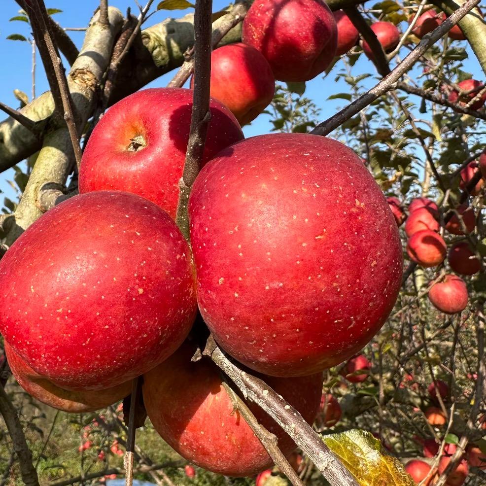 良田姐姐健康零食