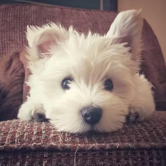 ʚ 𝒚𝒊𝒏𝒈𝒘𝒖𝒛𝒊 ɞ