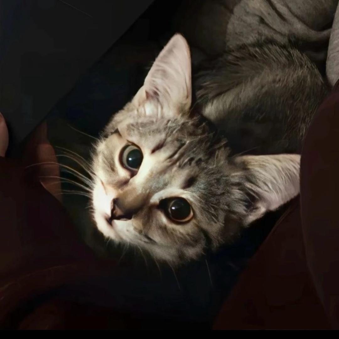 椰子蛋（三角洲）