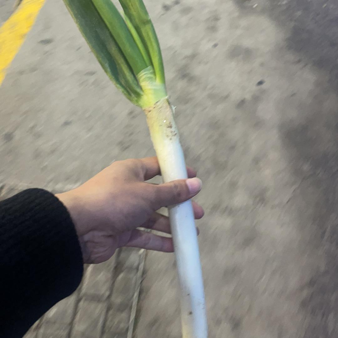 春到芬芳