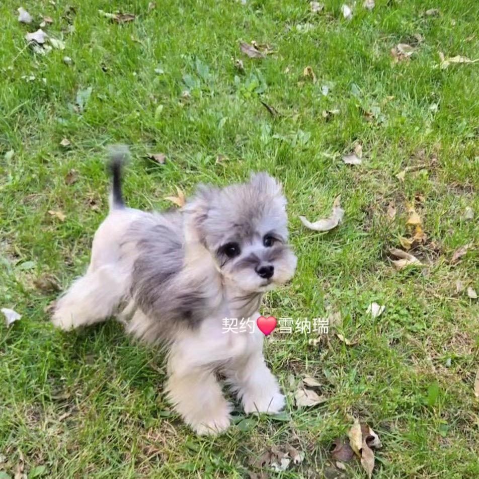 契约雪纳瑞（直播号）