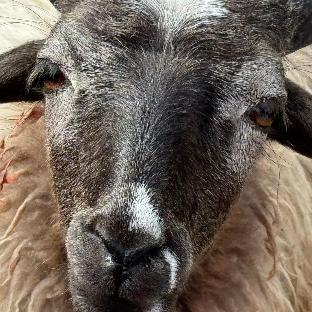 AAA惠州高利袋黄哥