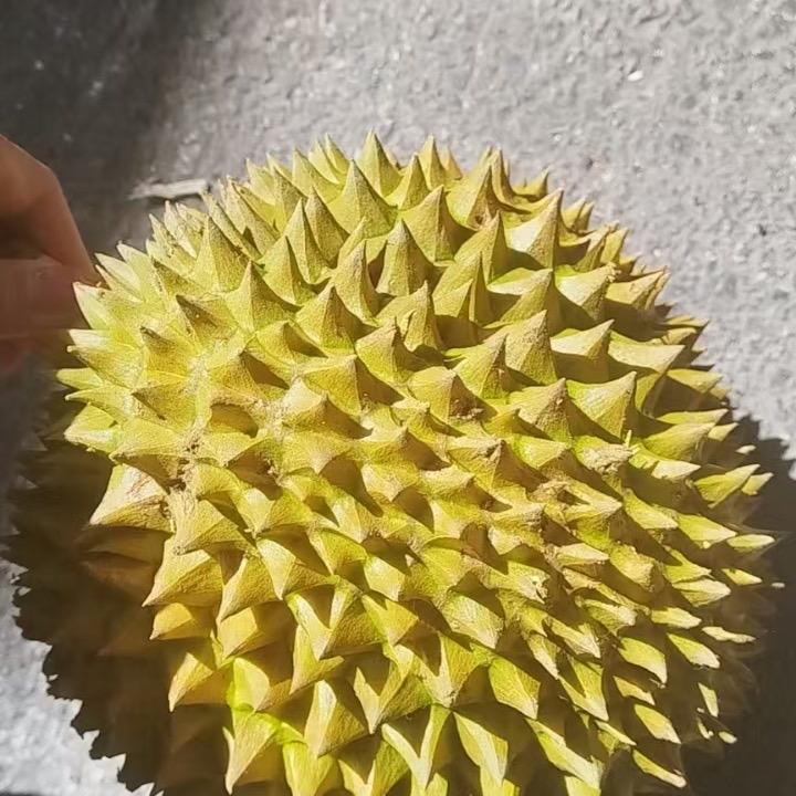 壹只榴莲