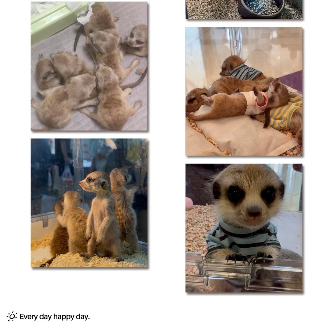 不动明王家狐獴。。。