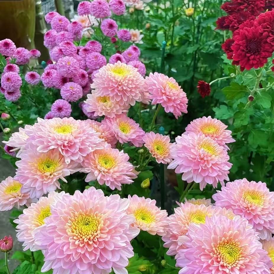 春秋花满庭的头像