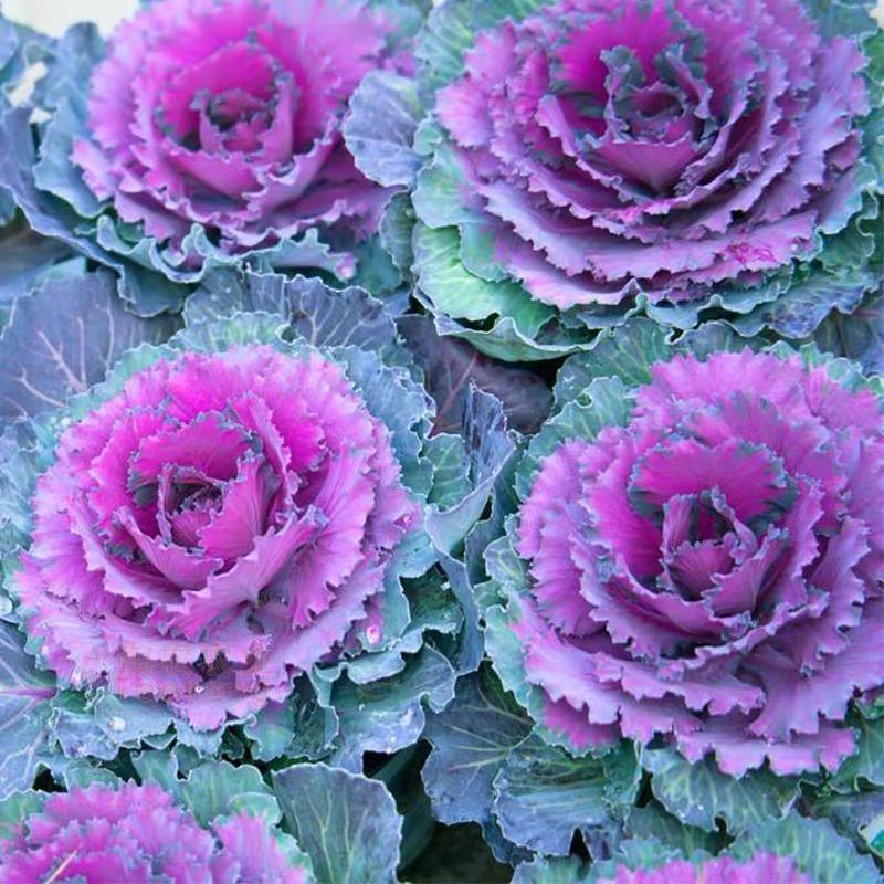 紫怡花卉园艺