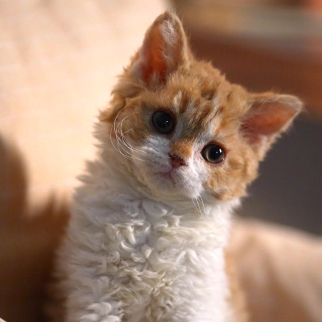 36只猫的生活