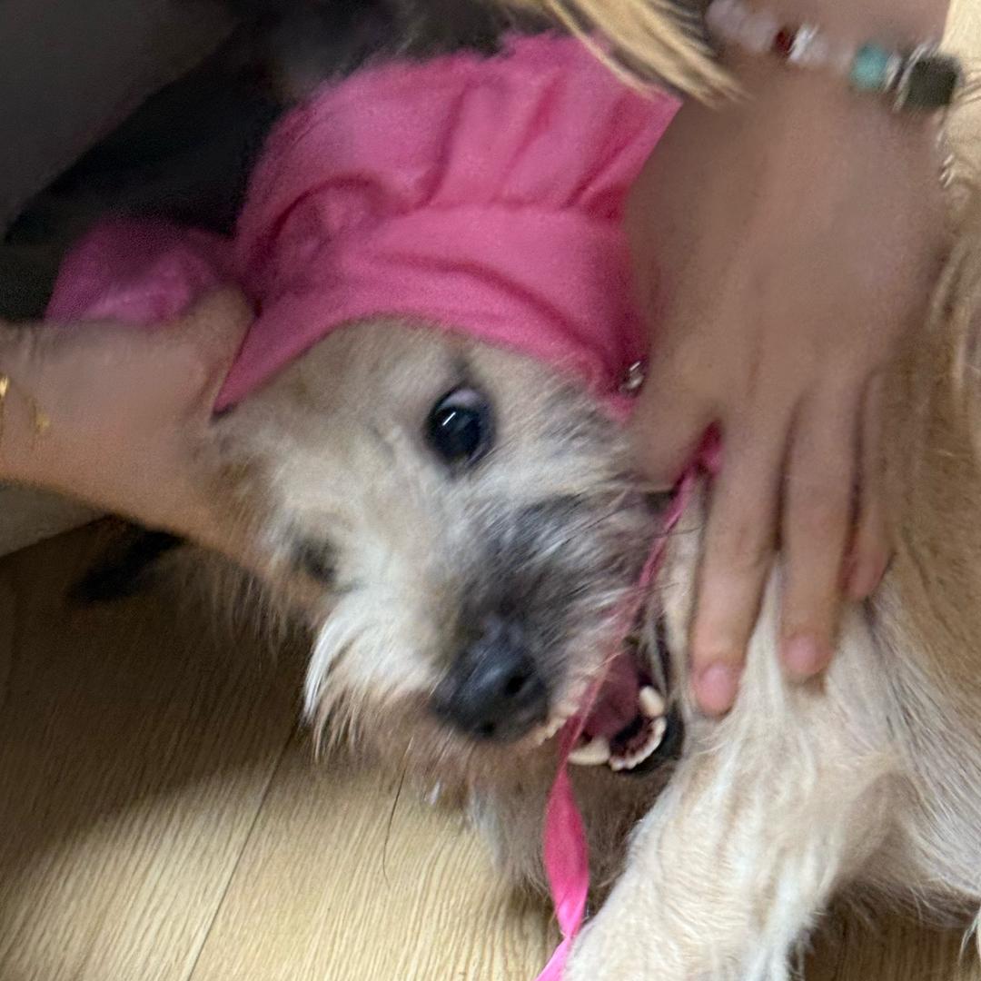 绝情大耳张百万