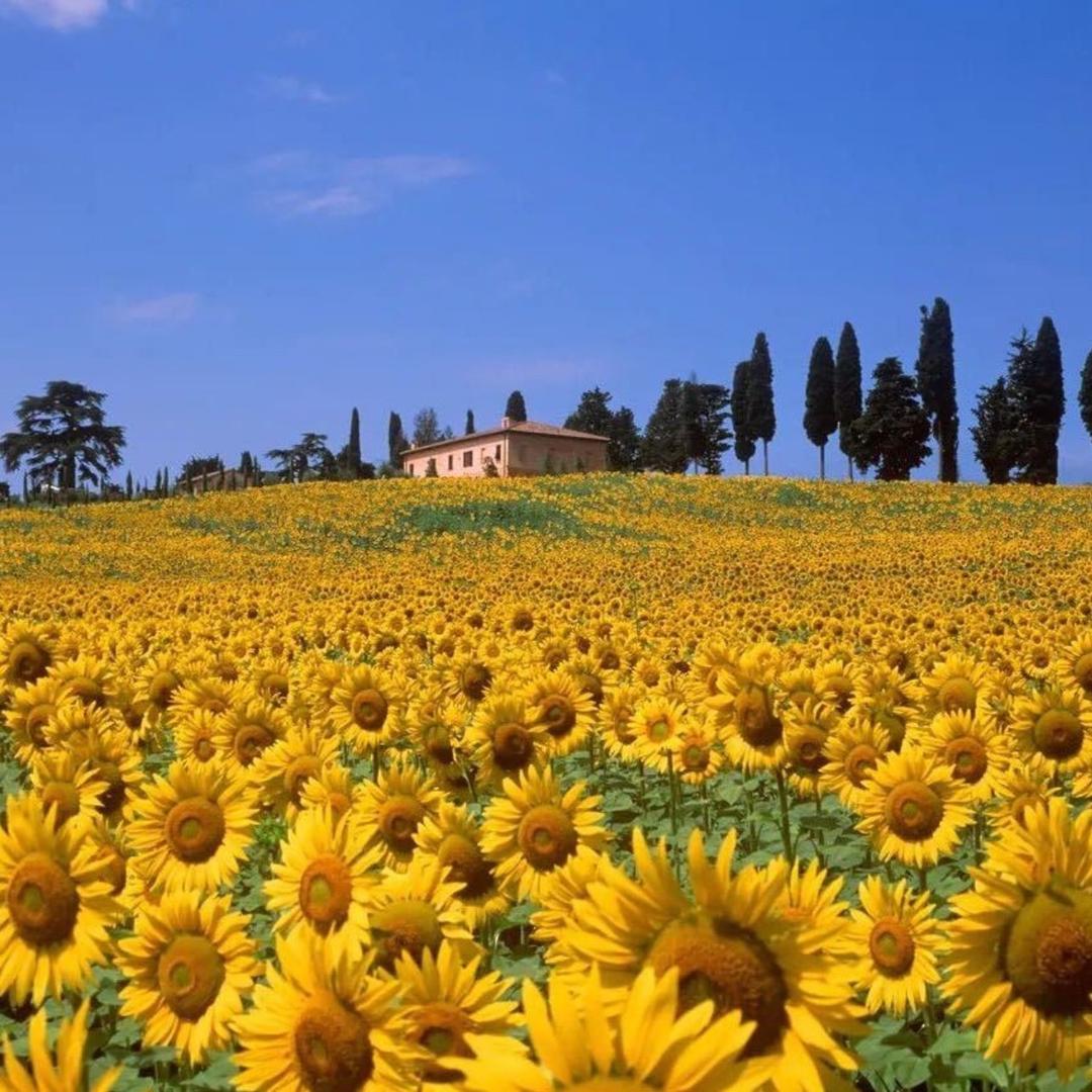 崔崔Tracy ～计量