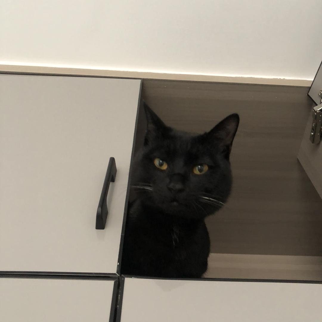 义乌 1000元寻找丢失黑猫