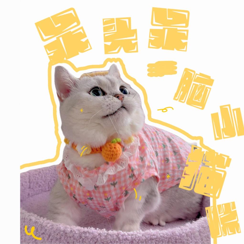 短腿的白白🐱