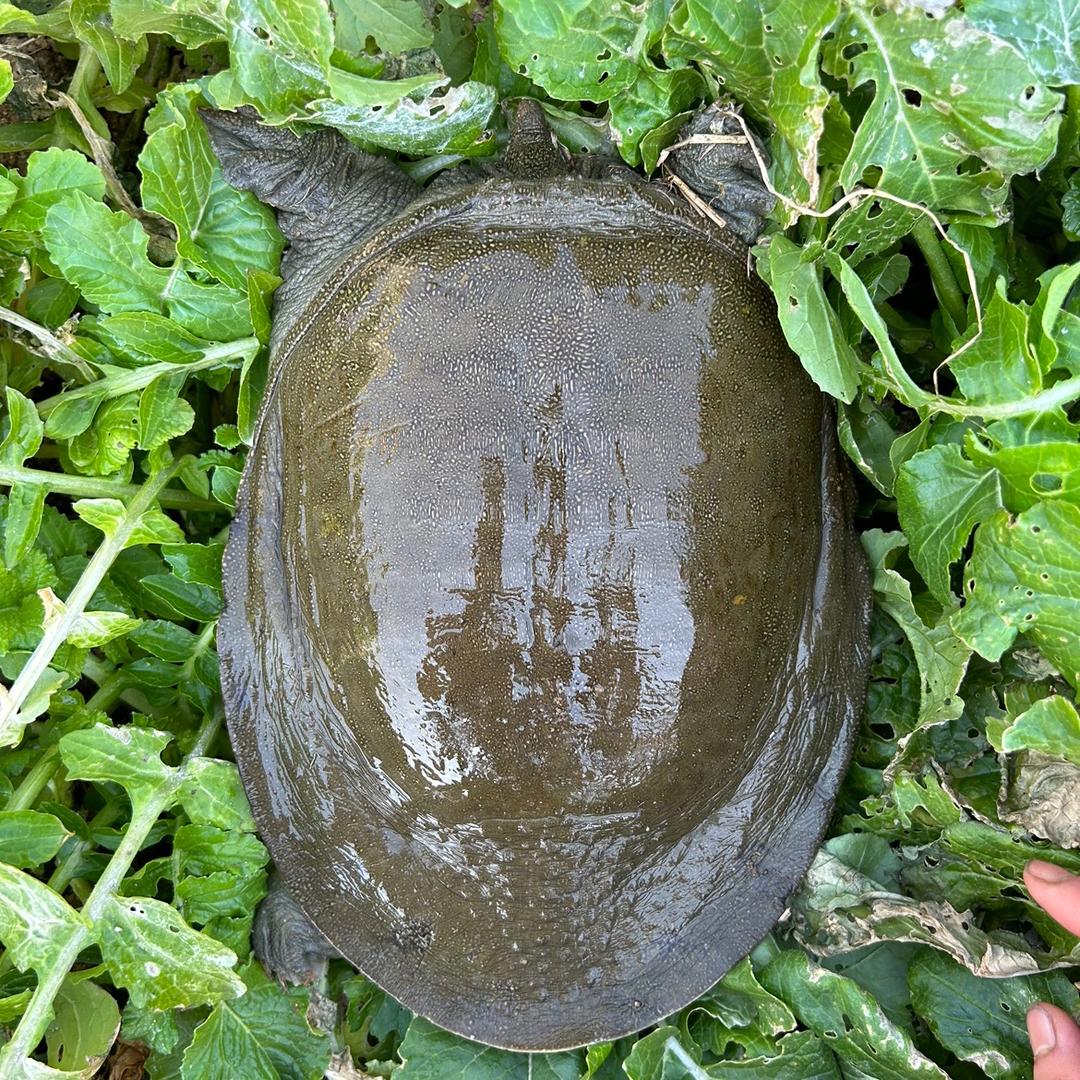 小豆龟鳖水产