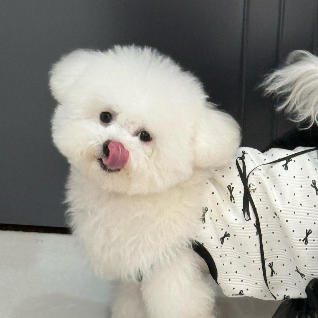 一媞鹿