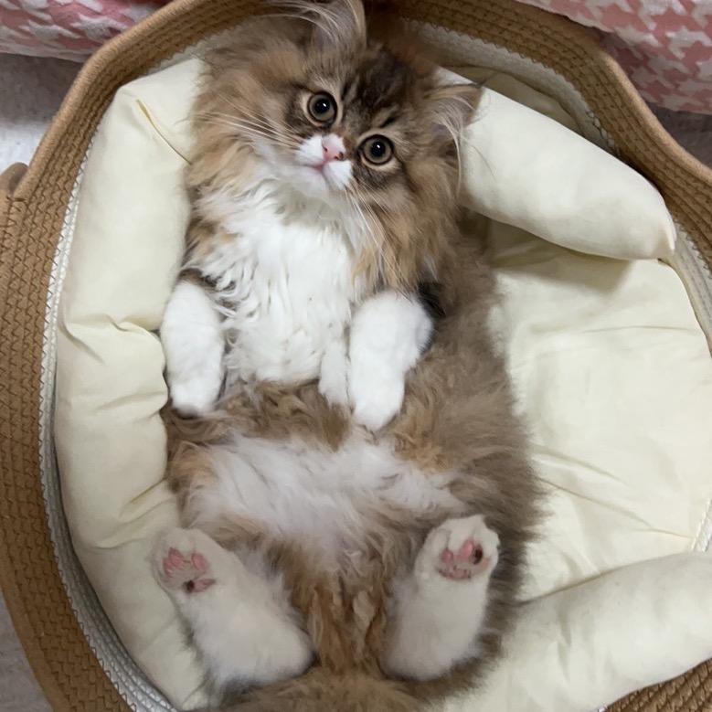圈圈是只猫