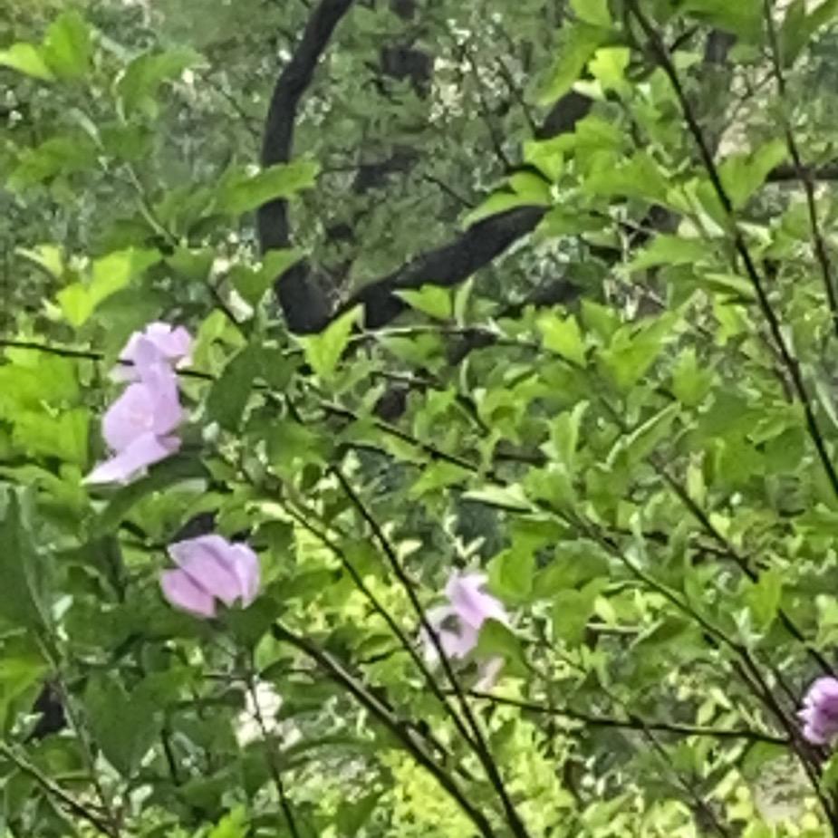 雨中画