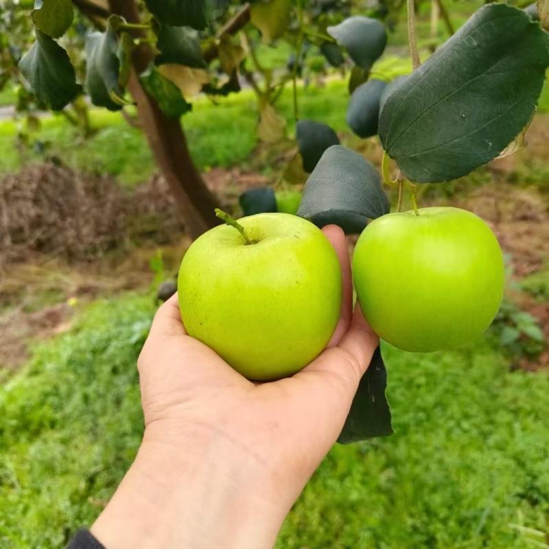 致耘果树苗木专营店