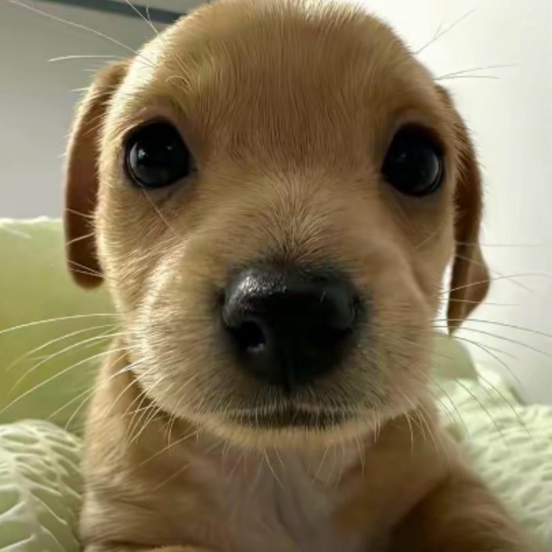 本本份份的屌丝