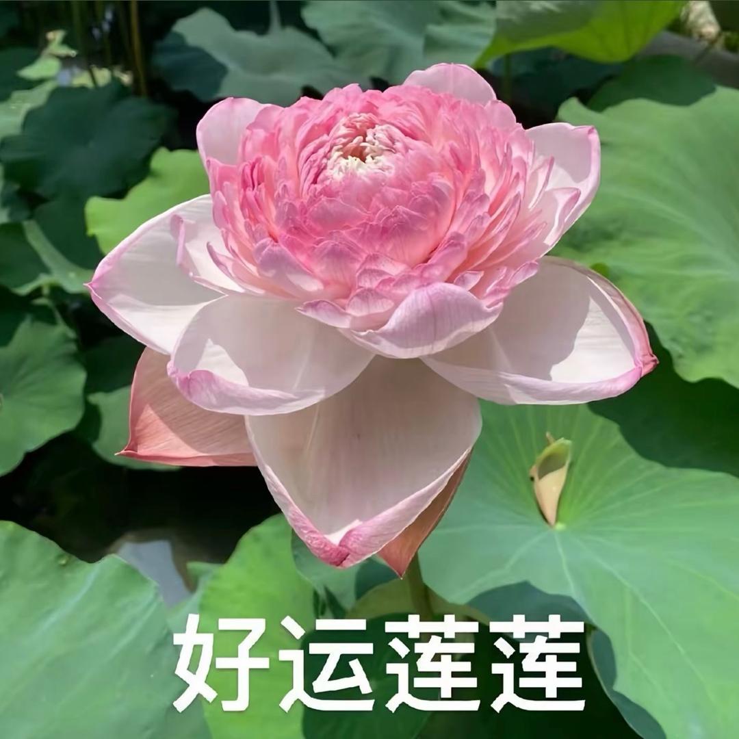 事事顺利🌺