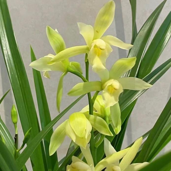 出水芙蓉